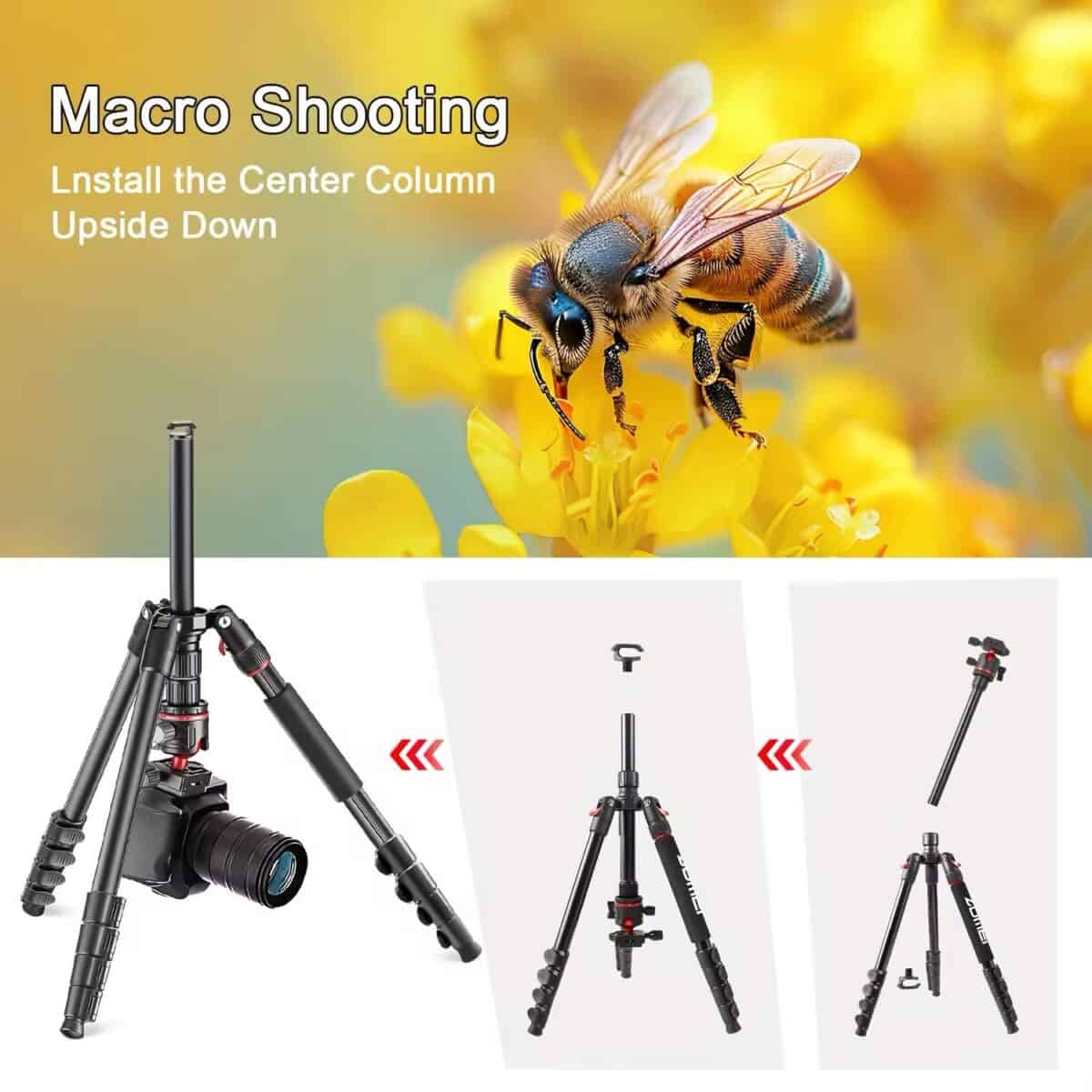 Macro photography bee on yellow flower with tripod kit for professional photography.